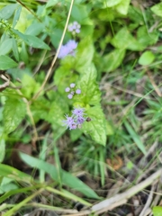 Conoclinium coelestinum