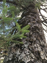 Abies pinsapo