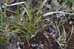 Carex nardina