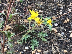 Heliomeris multiflora
