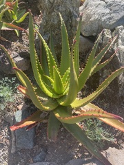 Aloe
