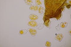 Hyalopsora adianti-capilli-veneris