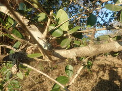 Strychnos madagascariensis