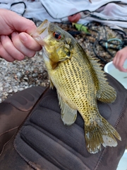 Ambloplites rupestris