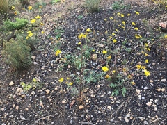 Heliomeris multiflora