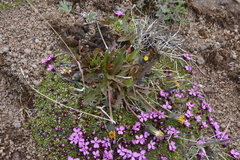 Taraxacum ceratophorum