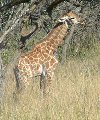 Giraffa camelopardalis giraffa