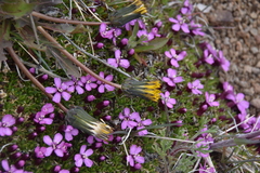 Taraxacum ceratophorum
