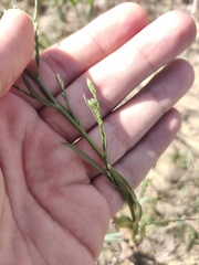 Symphyotrichum subulatum squamatum