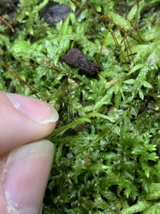 Entodon cladorrhizans