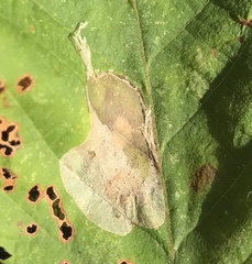 Phyllonorycter tritaenianella