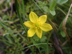 Anemonastrum richardsonii