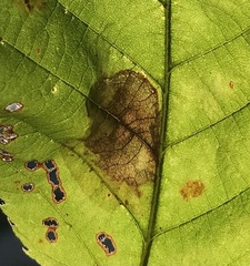 Phyllonorycter tritaenianella