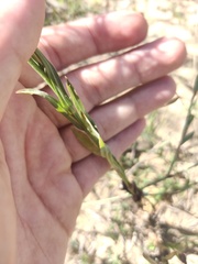 Symphyotrichum subulatum squamatum