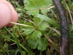 Anemonastrum richardsonii