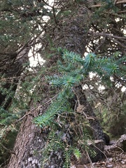 Abies pinsapo