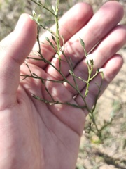 Symphyotrichum subulatum squamatum