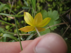 Anemonastrum richardsonii