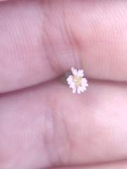 Symphyotrichum subulatum squamatum