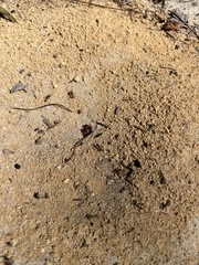 Pogonomyrmex badius