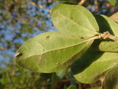 Strychnos madagascariensis