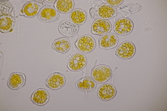 Hyalopsora adianti-capilli-veneris
