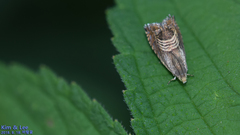 Grapholita delineana