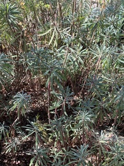 Euphorbia characias