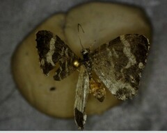 Trichodezia californiata