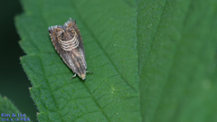 Grapholita delineana