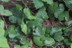 Asarum caudatum