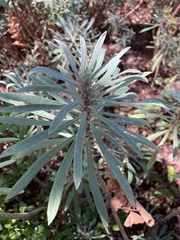 Euphorbia characias