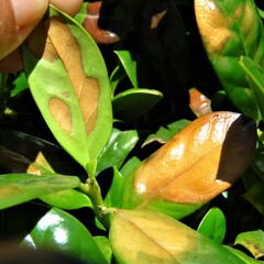 Calonectria pseudonaviculata