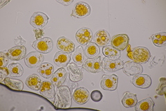 Hyalopsora adianti-capilli-veneris