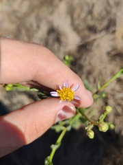 Tripolium pannonicum