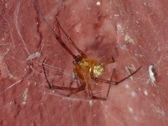 Latrodectus hesperus
