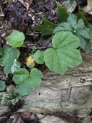 Ranunculus recurvatus