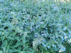 Symphytum caucasicum