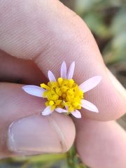 Tripolium pannonicum