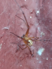 Latrodectus hesperus