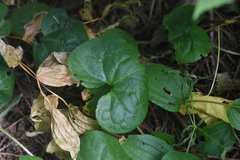 Asarum caudatum