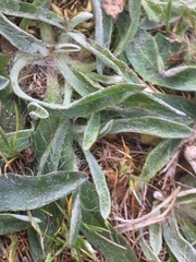 Hieracium spathulatum