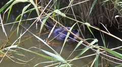 Porphyrio porphyrio