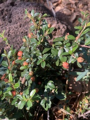 Cotoneaster