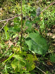 Arctium tomentosum