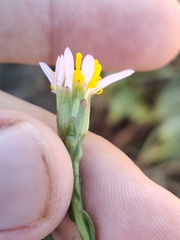 Tripolium pannonicum