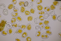 Hyalopsora adianti-capilli-veneris