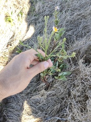 Tripolium pannonicum