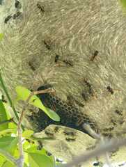 Brachygastra mellifica