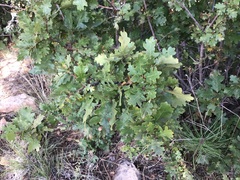 Quercus gambelii